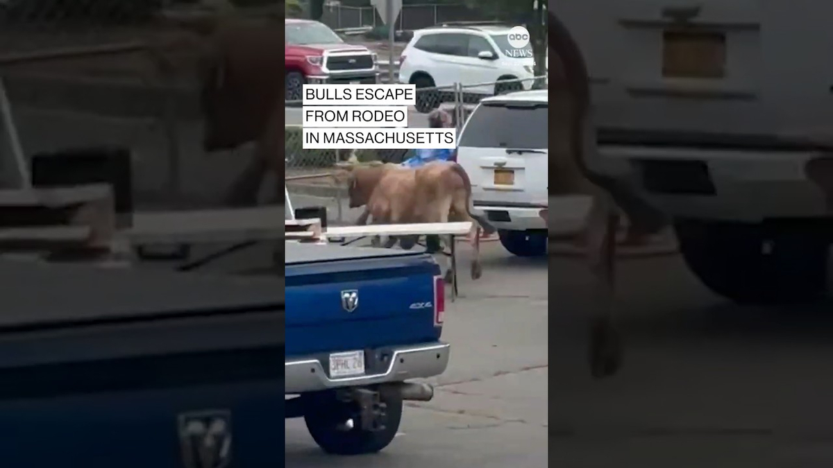 Bulls escape from rodeo in Massachusetts