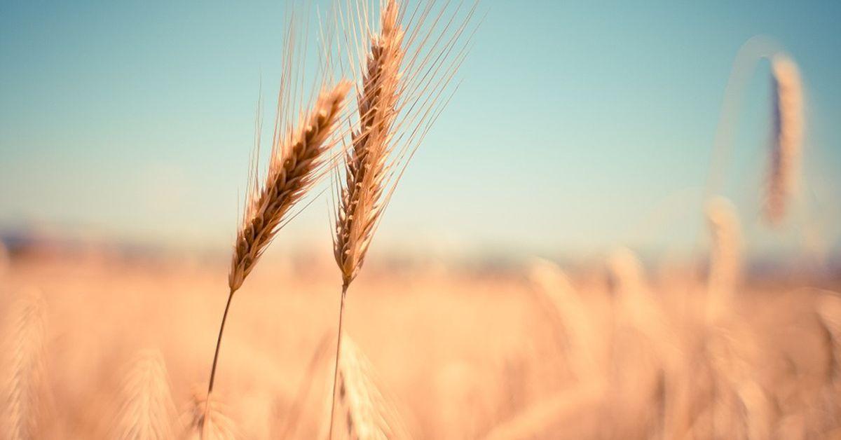 Georgia bans wheat, barley exports for a year