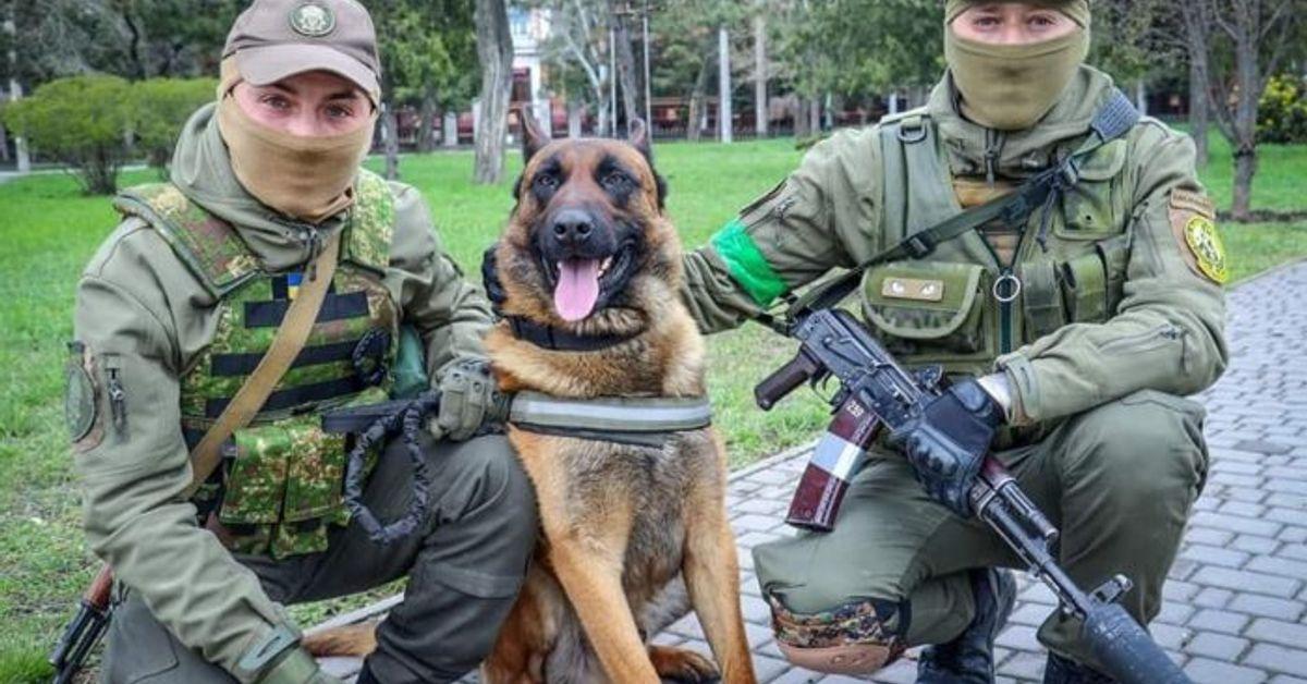 Trophy dog abandoned by Russian army learning to obey commands in U...