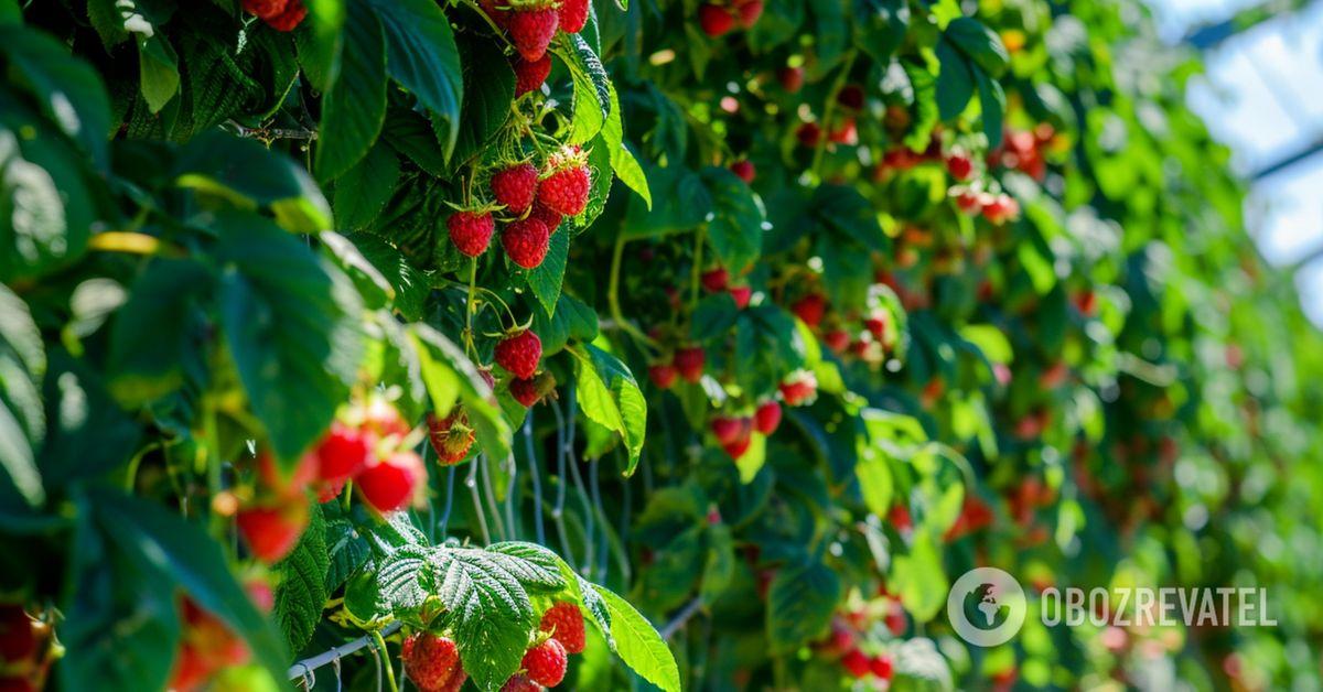 You should definitely fertilize raspberries in May: experienced gar...