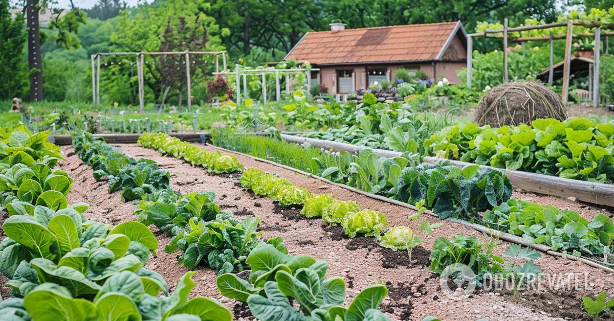 How to increase the yield of all vegetables in the garden: there is...