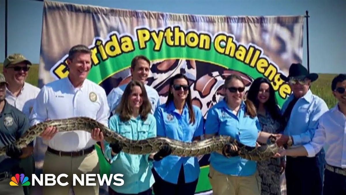 Florida wildlife authorities hold annual python challenge.